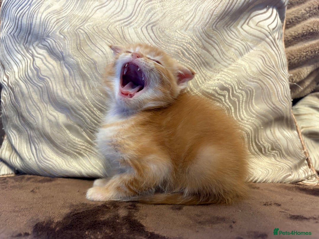 Maine Coon cats for sale: Maine coon x Scottish fold - Advert 7