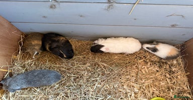 Guinea Pig rodents - Advert 1