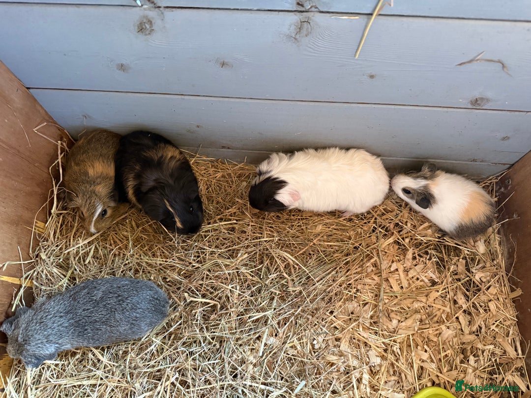 Guinea Pig rodents for sale: Baby male guinea pigs Ready to go now  - Image 2