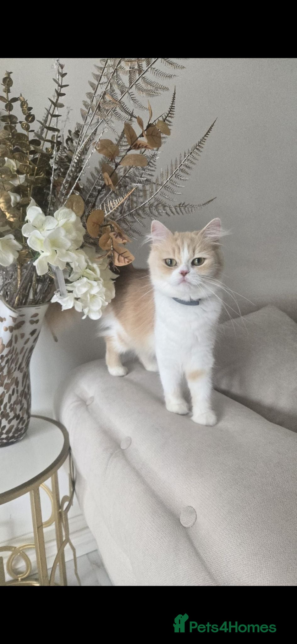 Ragdoll cats Beautiful Male Pure Ragdoll - Advert 1