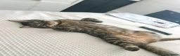 Mixed Breed cats for sale: 5 year old male, mixed breed in Esher - Advert 9