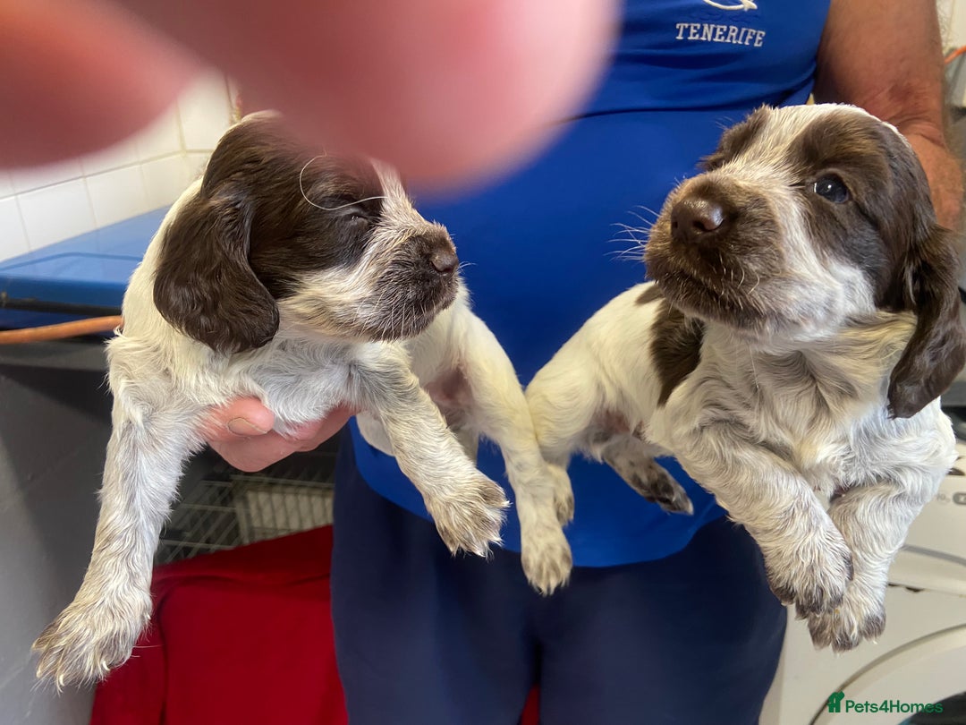 Cocker Spaniel dogs for sale: Cocker Spaniel - Image 3