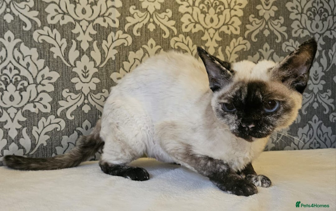 Devon Rex cats for sale: Two wonderful girls - Image 3