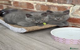 British Shorthair cats for sale: 🏡 Vaccinated Bsh kittens - GCCF parents - Image 10