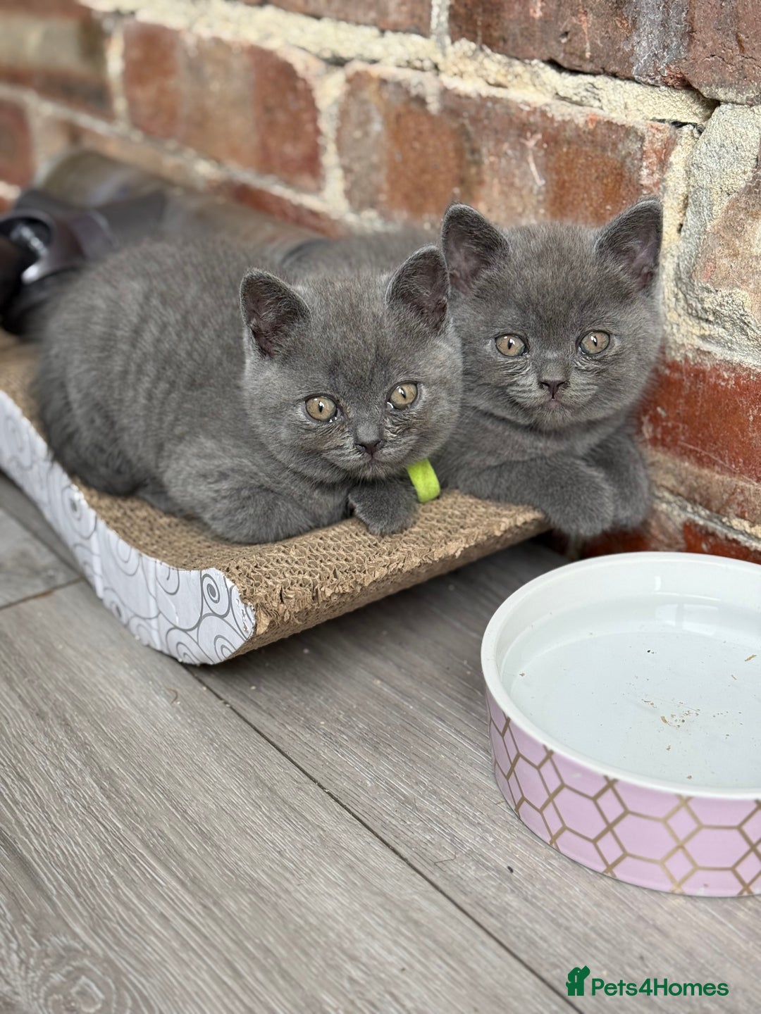 British Shorthair cats for sale: 🏡 Vaccinated Bsh kittens - GCCF parents - Image 10