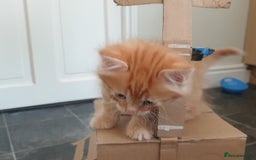Mixed Breed cats for sale: Adorable kitten for sale - Image 3