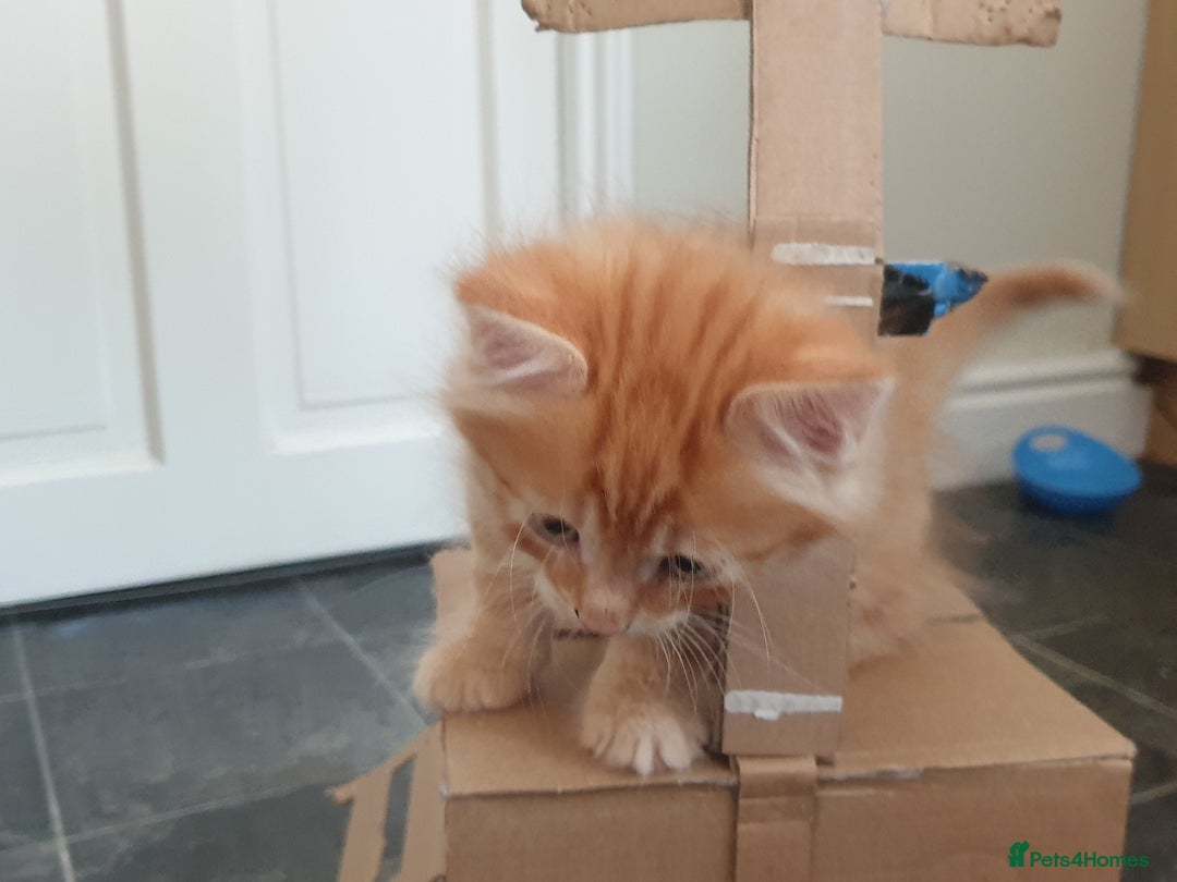 Mixed Breed cats for sale: Adorable kitten for sale - Image 3