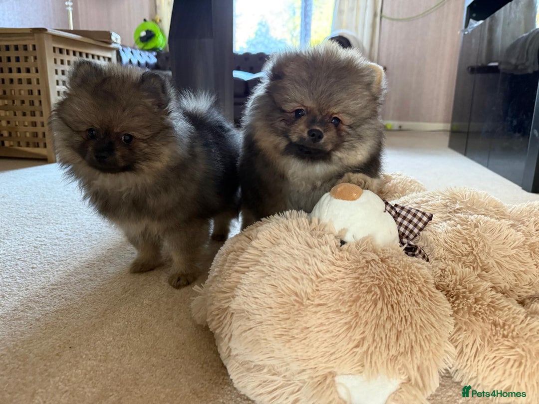 Pomeranian dogs for sale: 10 Week Purebred Pomeranian Champion EU Bloodline  - Advert 16