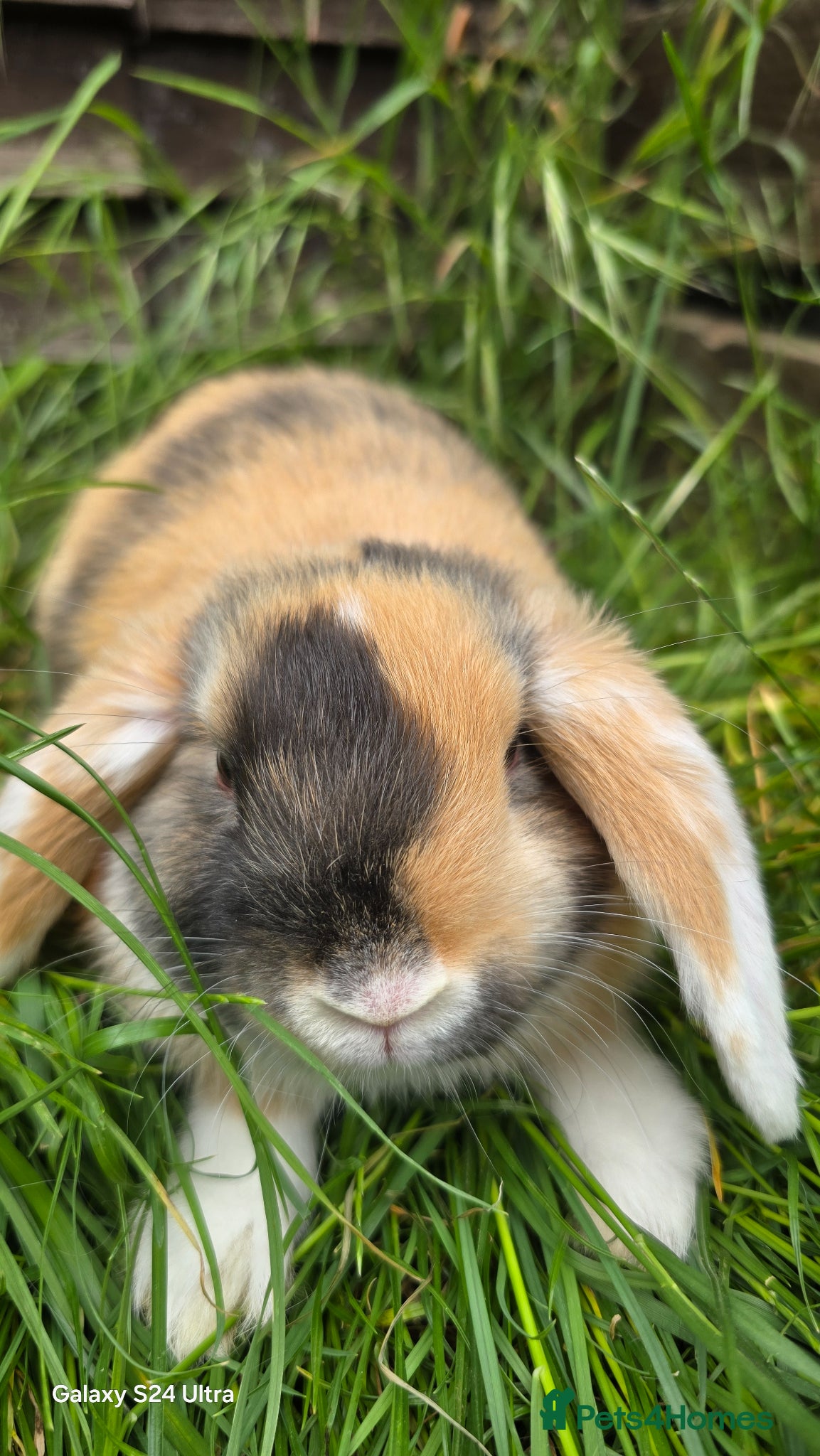 Mini Lop rabbits Bunnies - Advert 1
