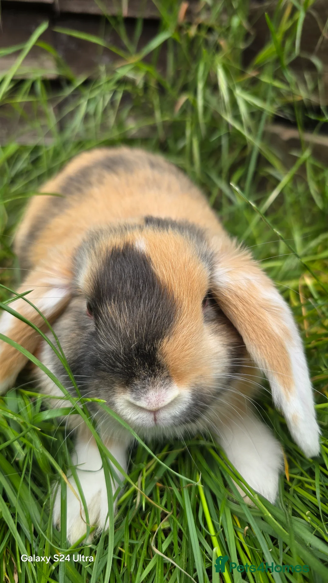 Mini Lop rabbits for sale: Bunnies - Advert 1