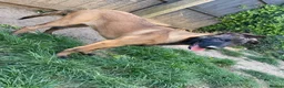 Belgian Shepherd Dog dogs for sale: Belgian Malinois pups  - Advert 3