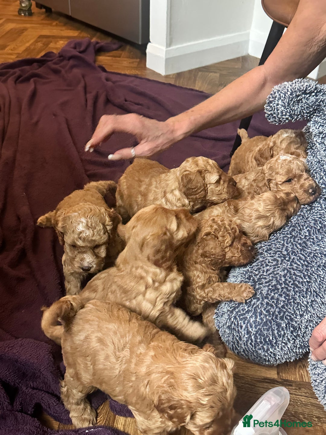 Cockapoo dogs for sale: Cockerpoo FB1 - Image 4