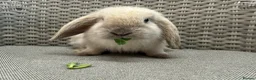 Mini Lop rabbits for sale: Friendly mini lops available  - Advert 5
