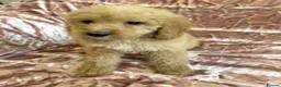 Goldendoodle dogs for sale: Beautiful doodles looking for forever homes - Advert 13