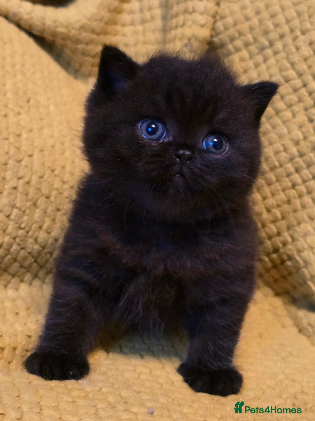 British Shorthair cats for sale: ONE GIRL LEFT GCCF reg BSH kittens - Image 17