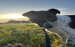 Mixed Breed dogs for adoption: Herby - Norwich Norfolk  - Image 9