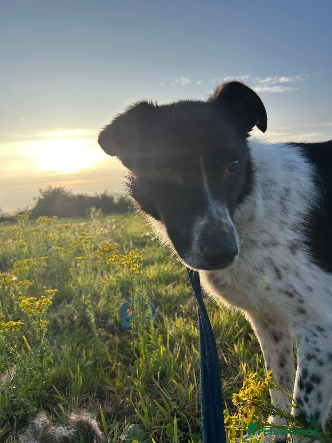 Mixed Breed dogs for adoption: Herby - Norwich Norfolk  - Image 9