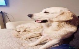 Golden Retriever dogs for sale: 1 year old golden retriever boy - Image 5