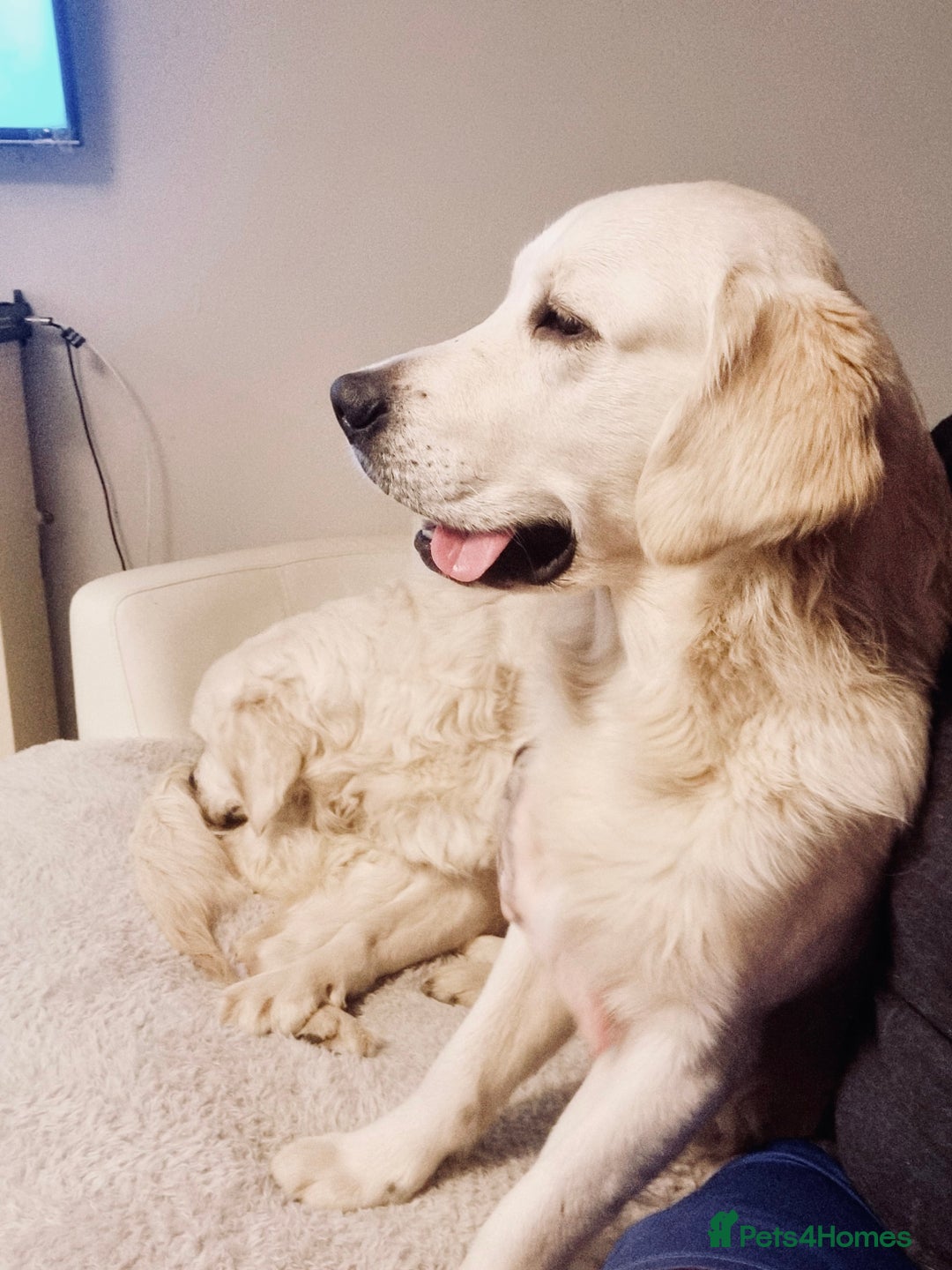 Golden Retriever dogs for sale: 1 year old golden retriever boy - Image 5