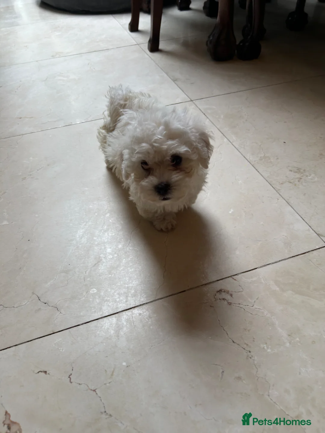 Bichon Frise dogs for sale: Bichon Maltese boy - Advert 2