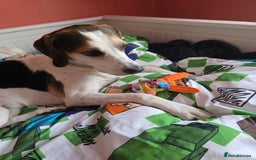 Mixed Breed dogs for sale: Beagle x - Image 3