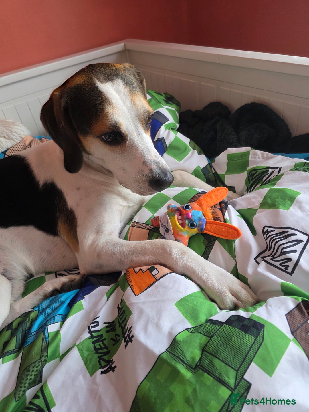 Mixed Breed dogs for sale: Beagle x - Image 3