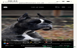 Boxer dogs for sale: Bobtail Boy from Health Tested Parents  - Image 15