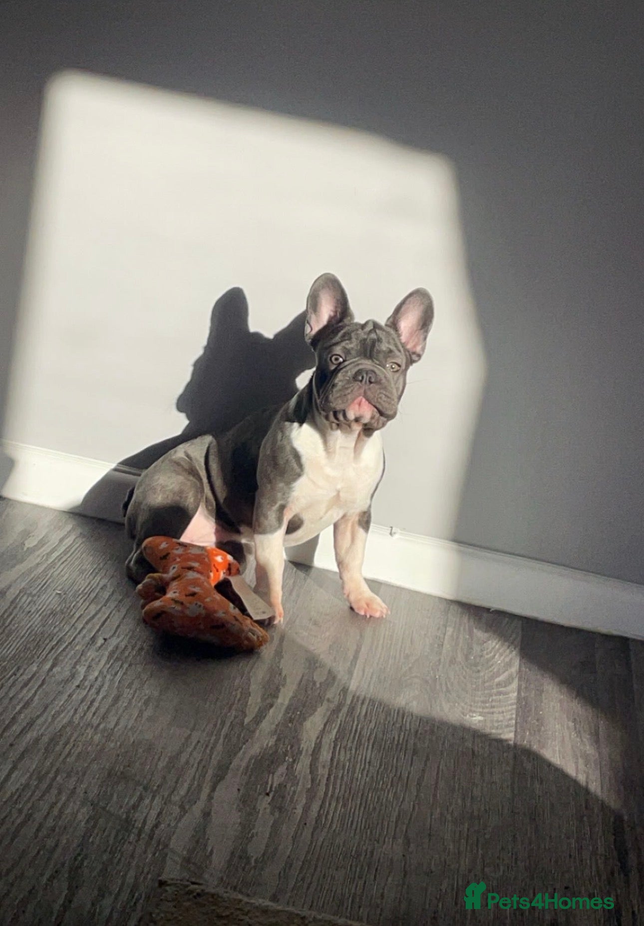 French Bulldog dogs Beautiful bitch 9 weeks  - Advert 14