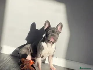French Bulldog dogs Beautiful bitch 9 weeks - Advert 14