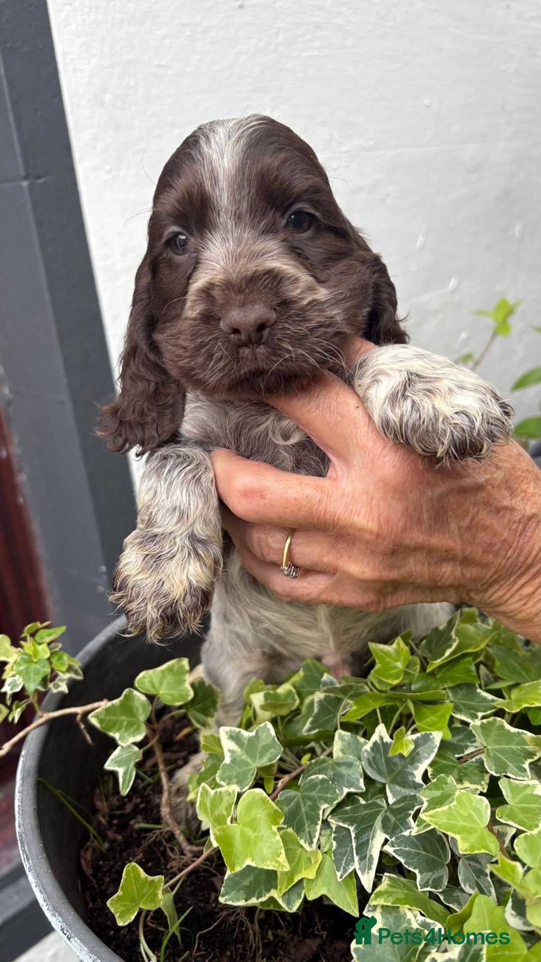 Cocker Spaniel dogs for sale: Show cocker spaniels  - Image 27