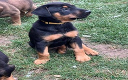 Mixed Breed dogs for sale: Belgian Malinois X Dobermann in Cheltenham - Image 27