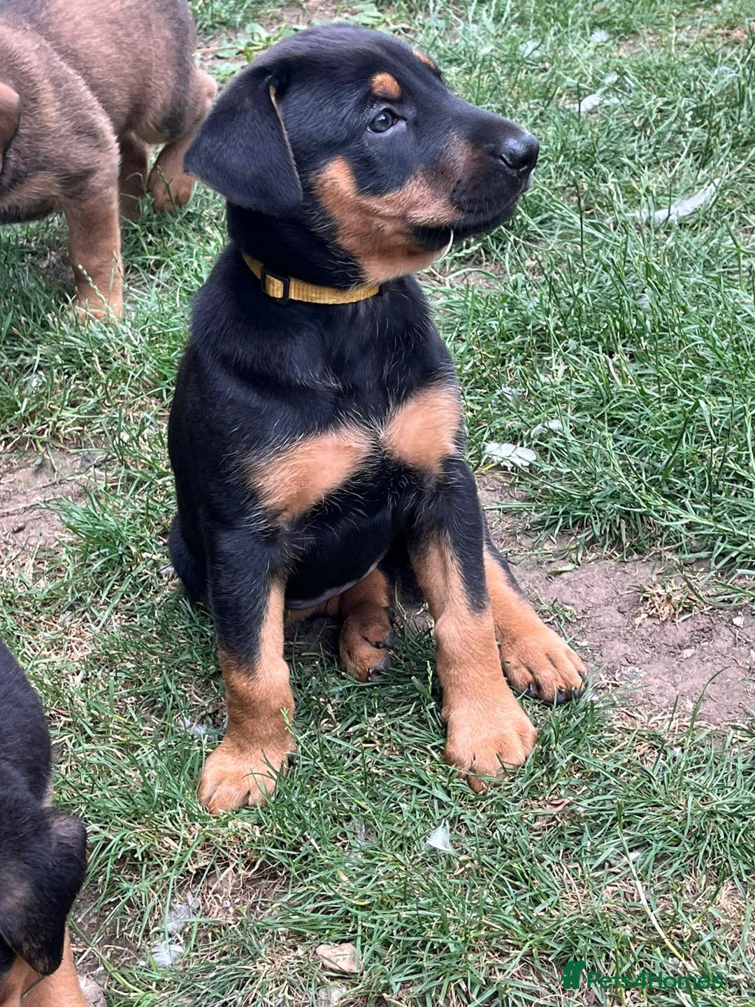 Mixed Breed dogs for sale: Belgian Malinois X Dobermann in Cheltenham - Image 27