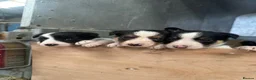 Border Collie dogs for sale: Border Collies - Advert 9