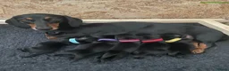Miniature Dachshund dogs for sale: Miniature Dachshund Puppies, KC & Health Checked - Advert 5