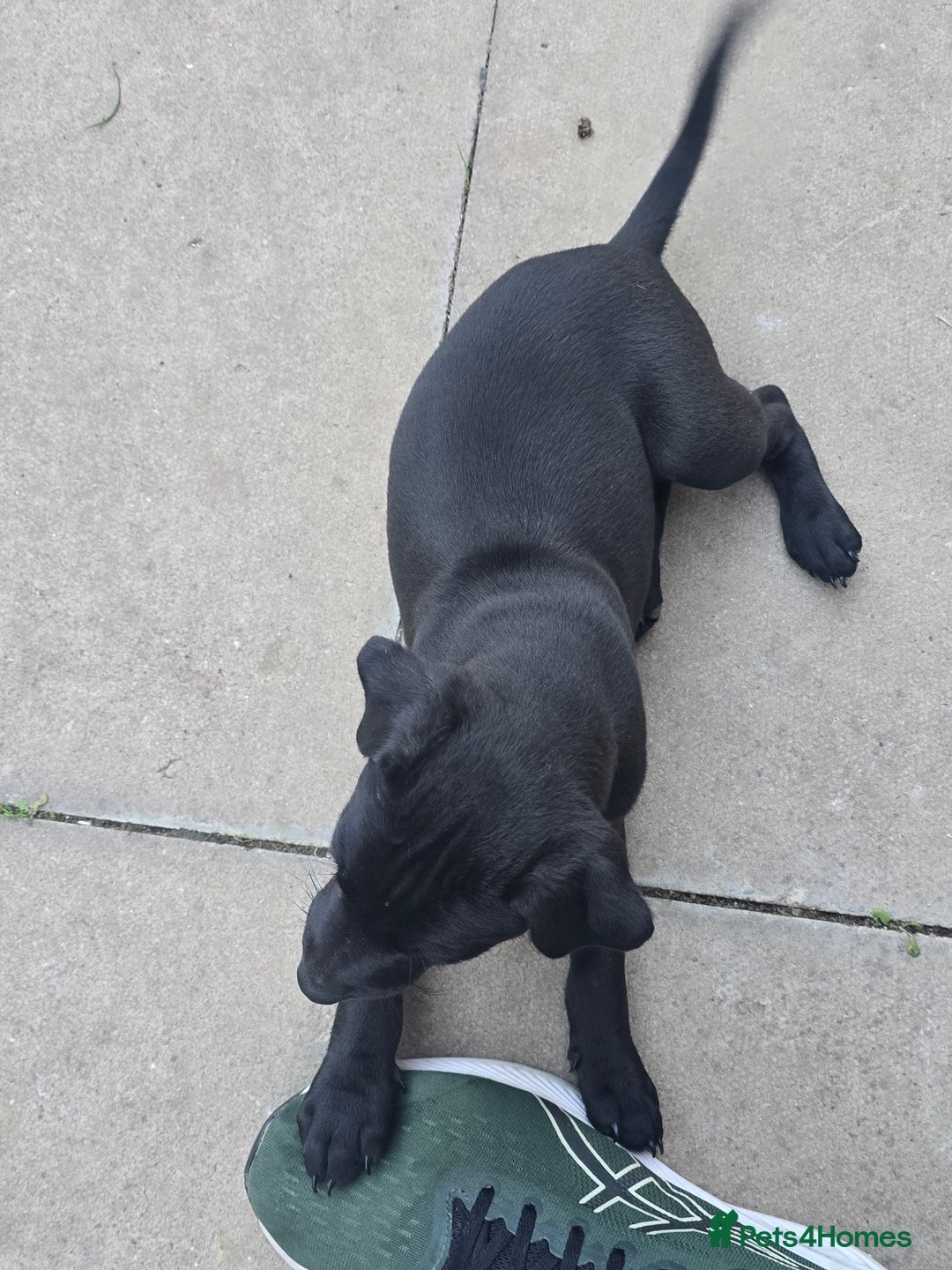 Mixed Breed dogs for sale:  Whippet × Patterdale Dog Pups - Image 10