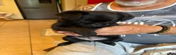 Griffon Bruxellois dogs for sale: Brussel Griffon puppies  - Advert 5