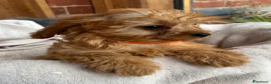 Cavapoo Puppy 6