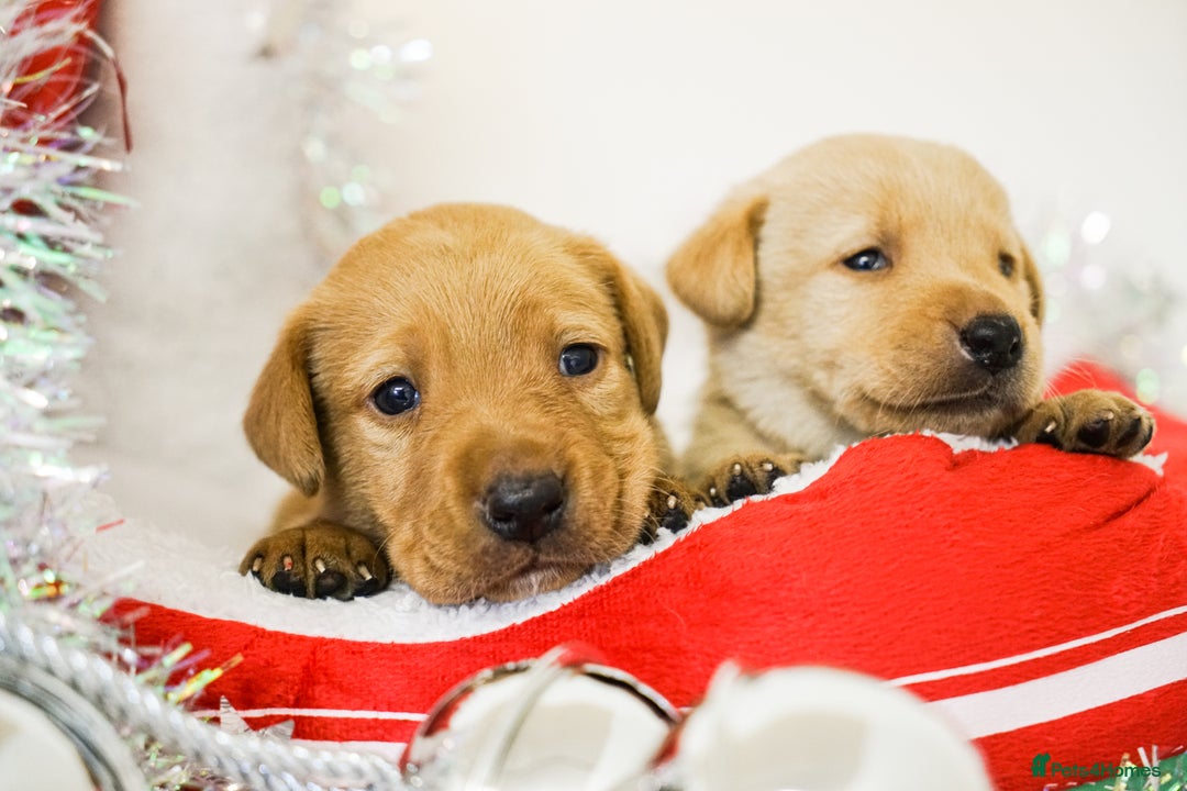 Labrador Retriever dogs for sale: Gorgeous Fox Red & Yellow Labrador Puppies - Advert 9