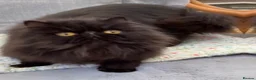 Exotic cats for sale: Litter of Chocolate & Black Exotics For Sale - Advert 9