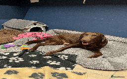 Labrador Retriever dogs for sale: 🐶Beautiful Chocolate Lab Loving Energetic Girl🐶 - Advert 1