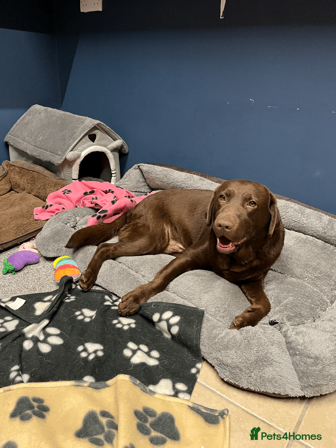 Labrador Retriever dogs for sale: 🐶Beautiful Chocolate Lab Loving Energetic Girl🐶 - Advert 1