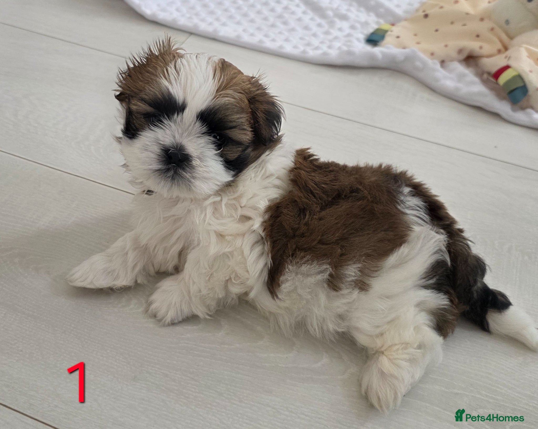 Mixed Breed dogs for sale: Beautiful 4 puppies (4 boys) - Advert 6