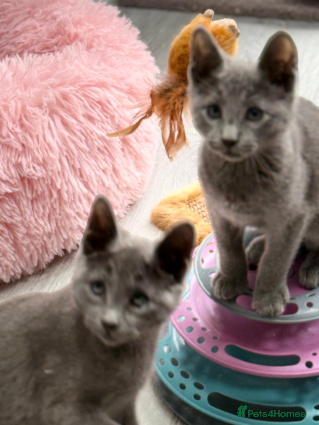 Russian Blue cats for sale: GCCF RUSSIAN BLUE KITTENS  💙🩷🐾 in Manchester - Image 20