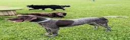German Shorthaired Pointer dogs for adoption: Otis is desperate for his forever home  in Leominster - Advert 11