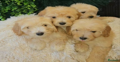 Maltipoo dogs - Advert 2