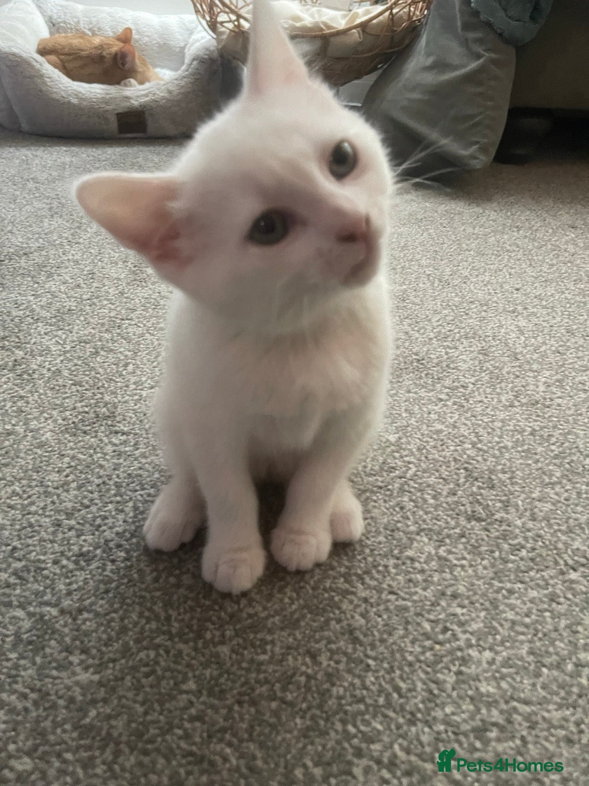 Turkish Angora cats for sale: 2 female Beautiful Turkish Angoras. - Advert 4