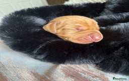 Hungarian Vizsla dogs for sale:  Adorable Vizsla Puppies for Sale🐶😍❤️ - Image 1
