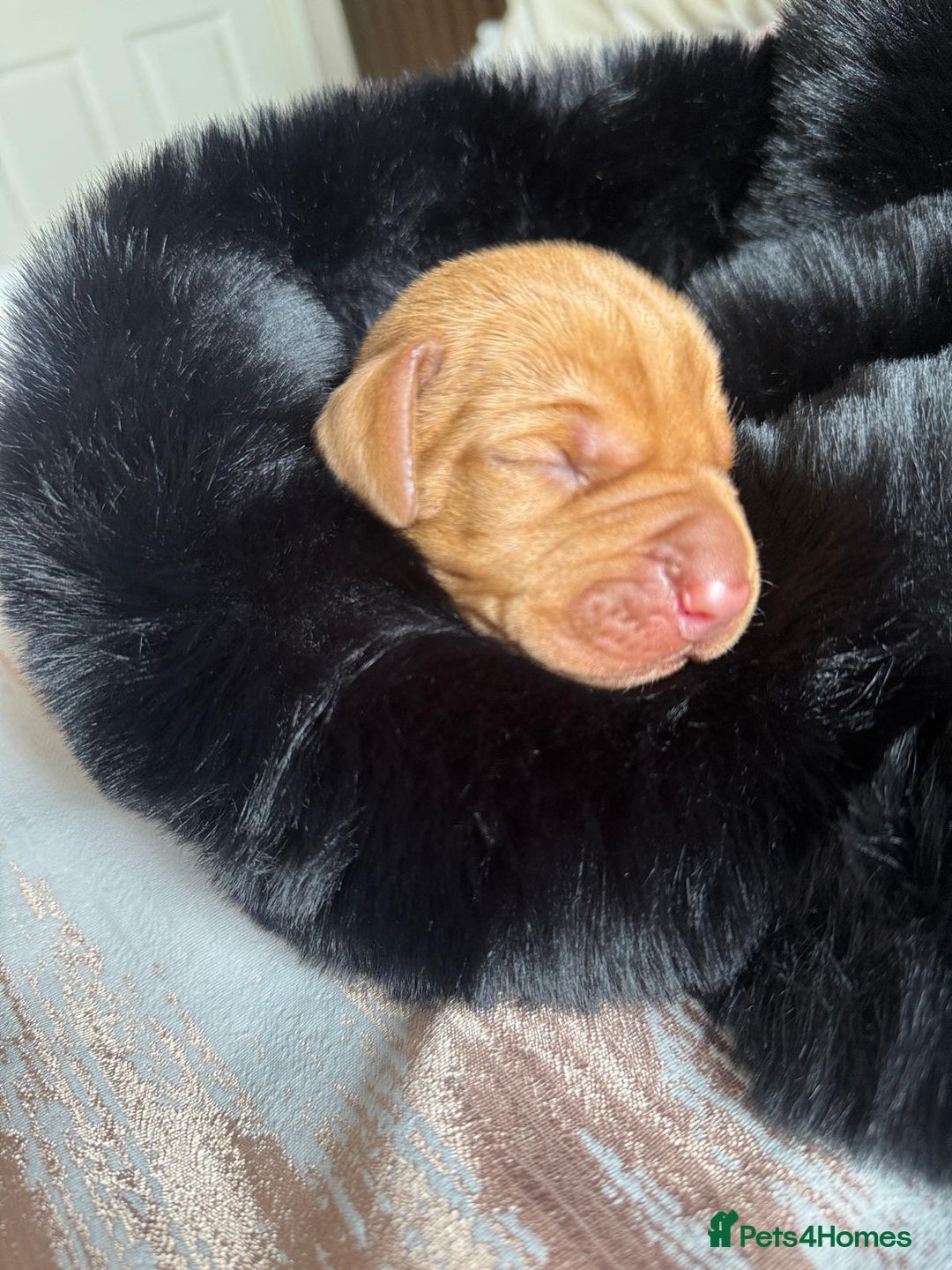 Hungarian Vizsla dogs for sale:  Adorable Vizsla Puppies for Sale🐶😍❤️ - Image 1