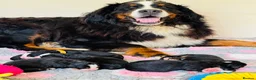 Bernese Mountain Dog dogs for sale: Beautiful Bernese Mountain Dog Puppies in Eye - Advert 15