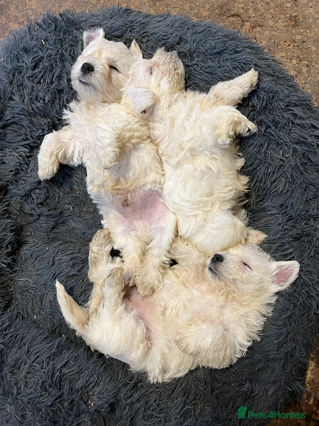 West Highland Terrier dogs for sale: Pedigree West Highland Terriers for sale.  - Advert 4